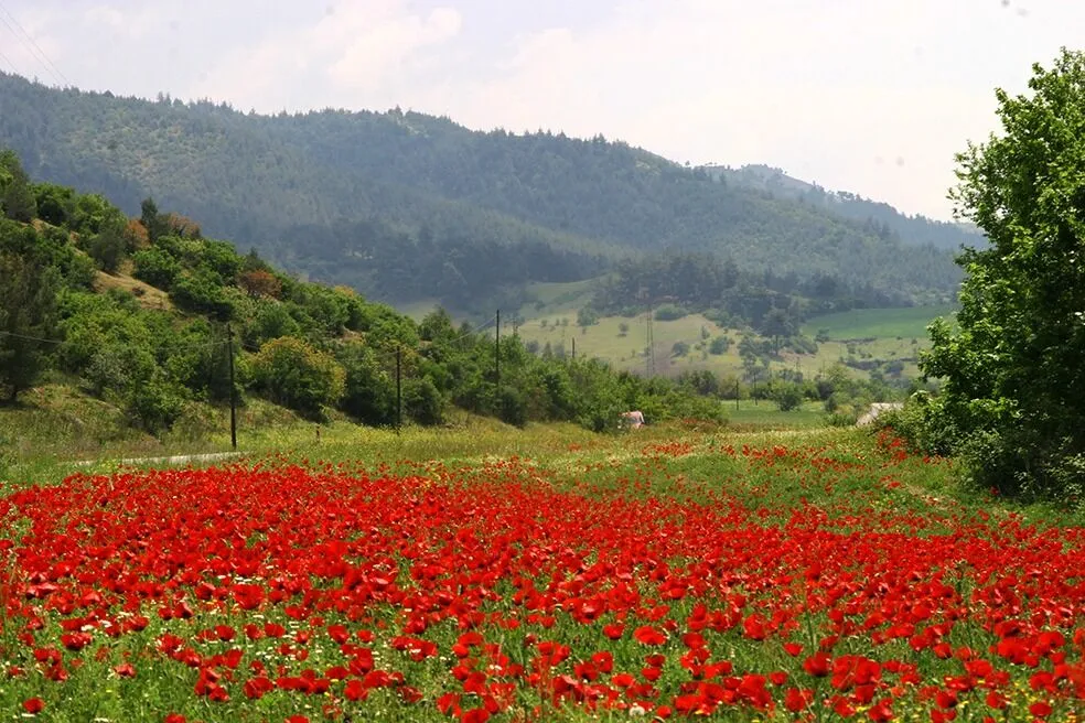 1450 Metrede Simav Gölcük Yaylası - Işık Teoman